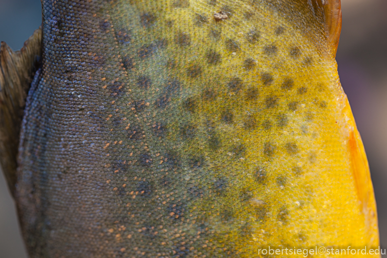 piranha spots